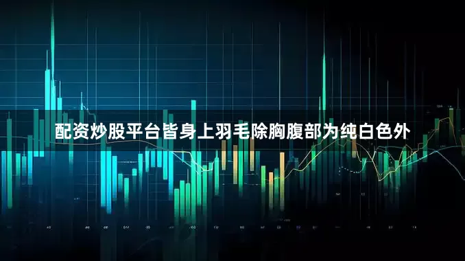 配资炒股平台皆身上羽毛除胸腹部为纯白色外