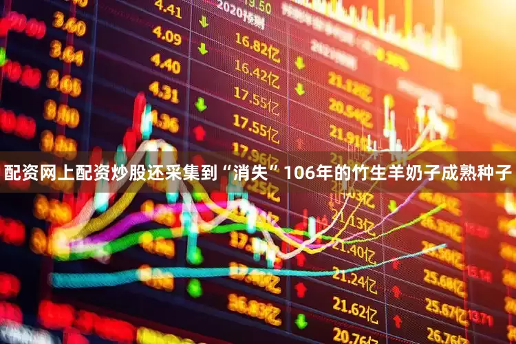 配资网上配资炒股还采集到“消失”106年的竹生羊奶子成熟种子